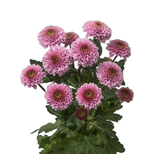 Chrysanthemum Santini Doria Light Pink Per Stem