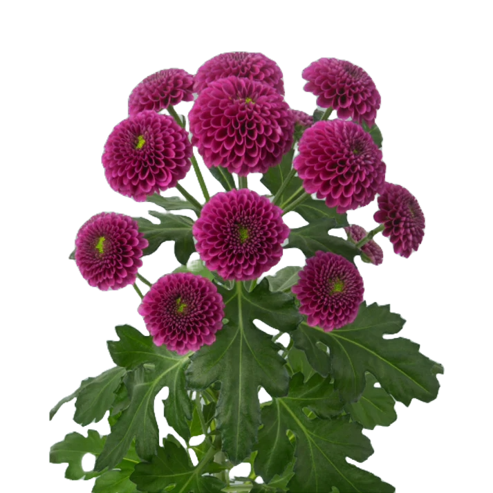 Chrysanthemum Santini Hot Pink Per Stem