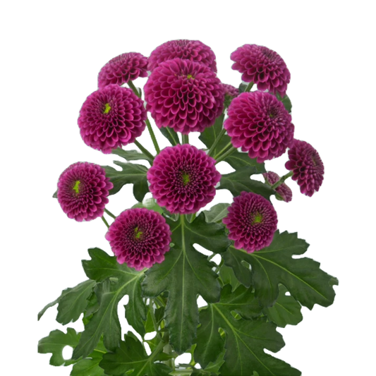 Chrysanthemum Santini Hot Pink Per Stem