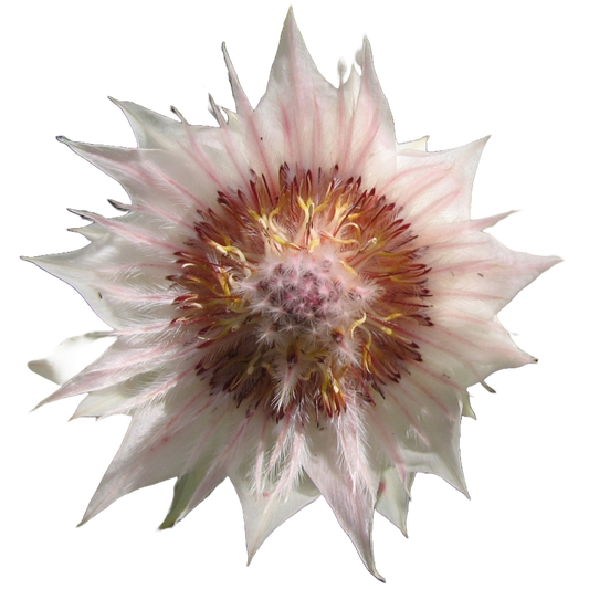 Protea Blushing Bride Pink Per Stem