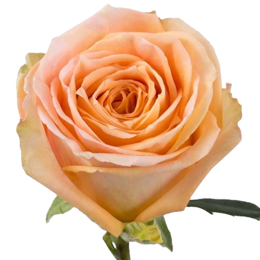 Rose Shukrani Per Stem