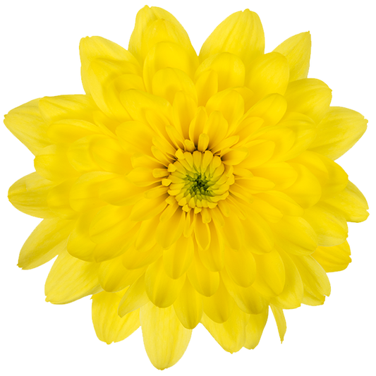 Chrysanthemum Sprays Pina Colada Yellow