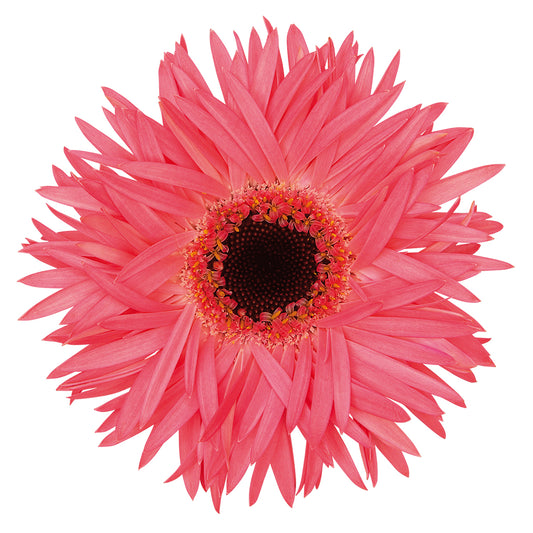 Gerbera Spectacle Per Stem