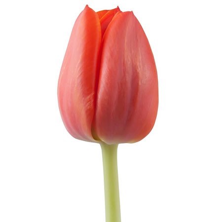 Tulip Delta Storm Per Stem
