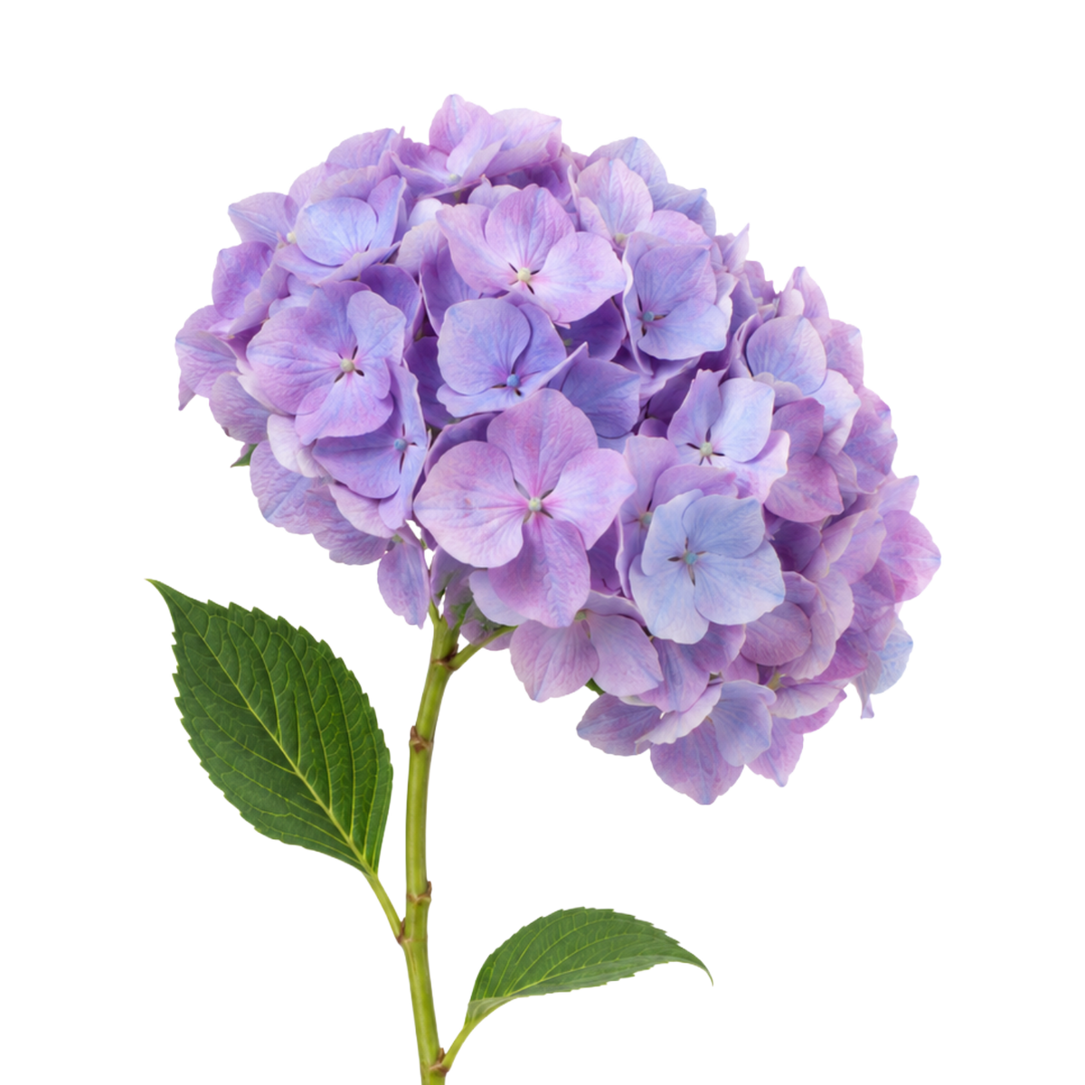 Hydrangea Lavender Jumbo Per Stem