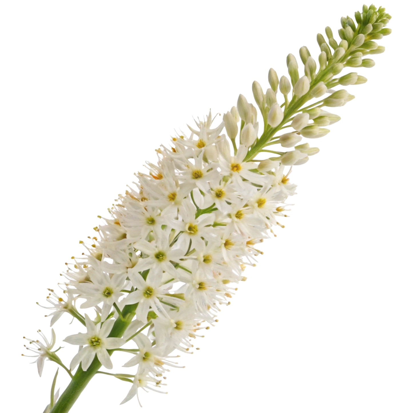 Foxtail Lily Per Stem