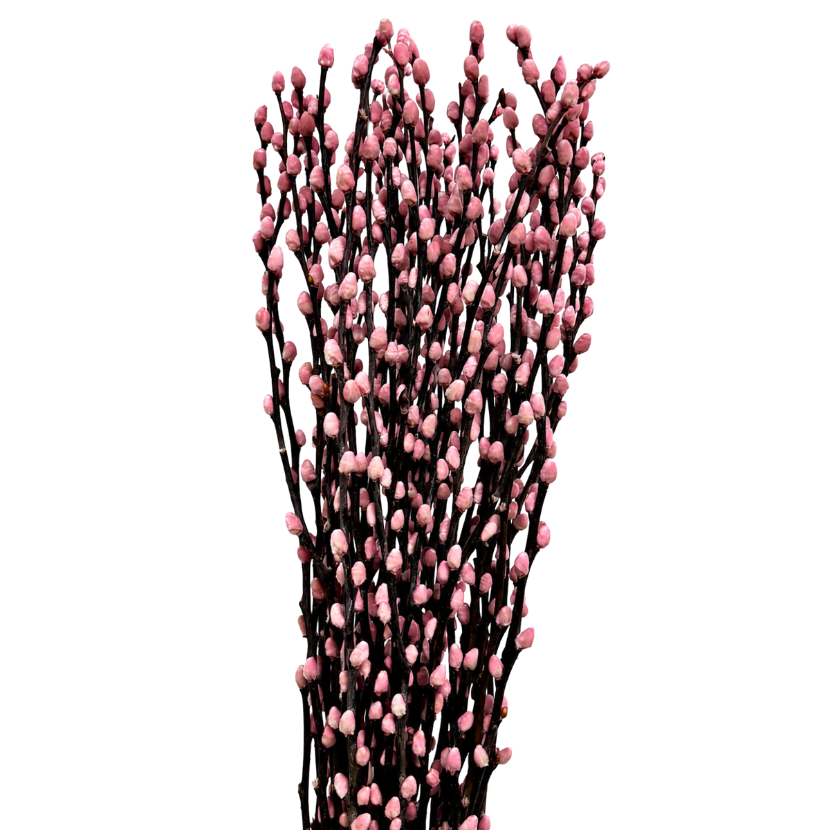 Salix Willows Pink Cloud Per Stem