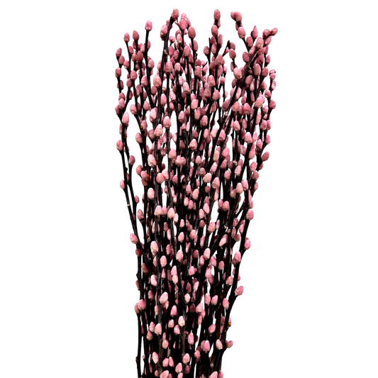 Salix Willows Pink Cloud Per Stem