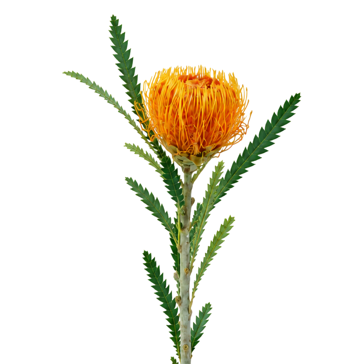 Banksia Burnt Orange Per Stem