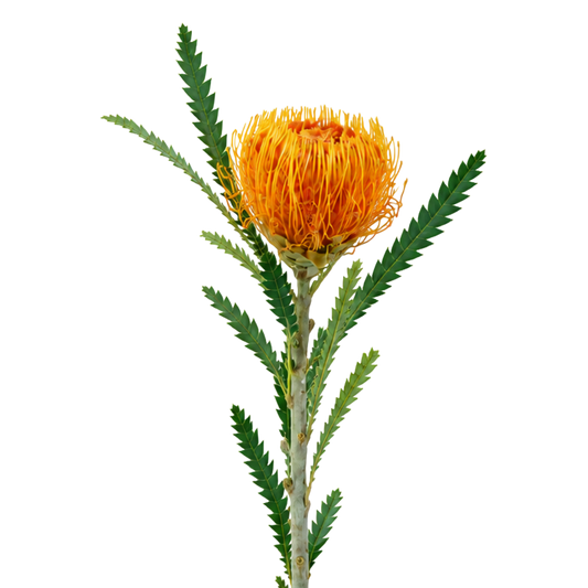 Banksia Burnt Orange Per Stem