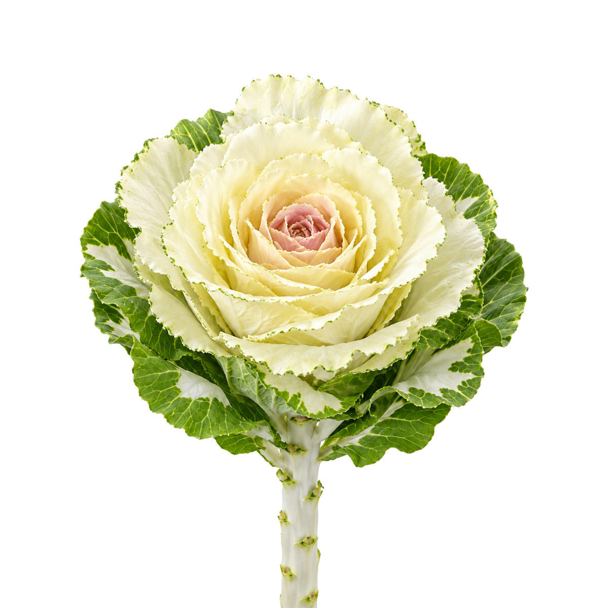 Brassica Ornamental Kale Per Stem