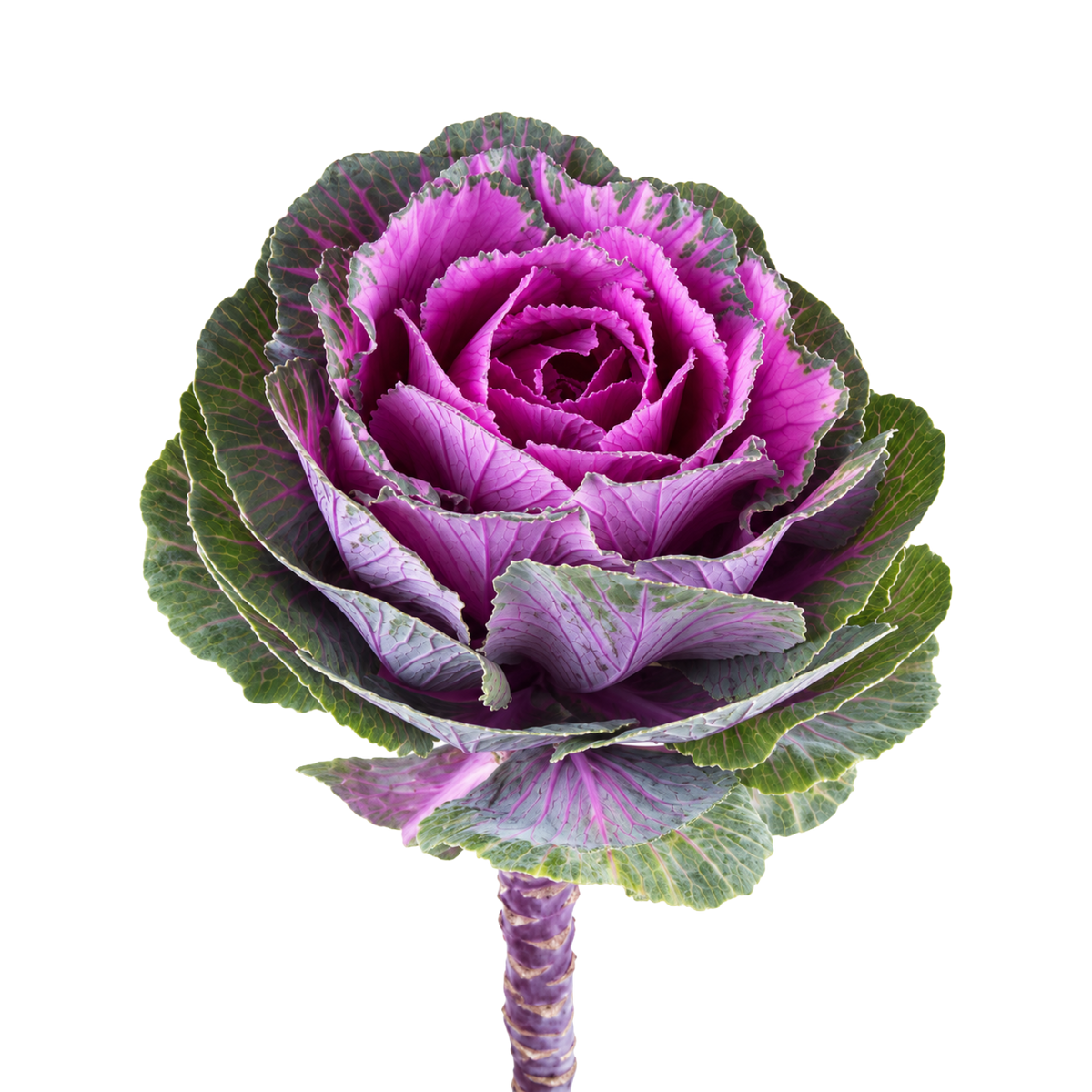 Brassica Ornamental Kale Per Stem