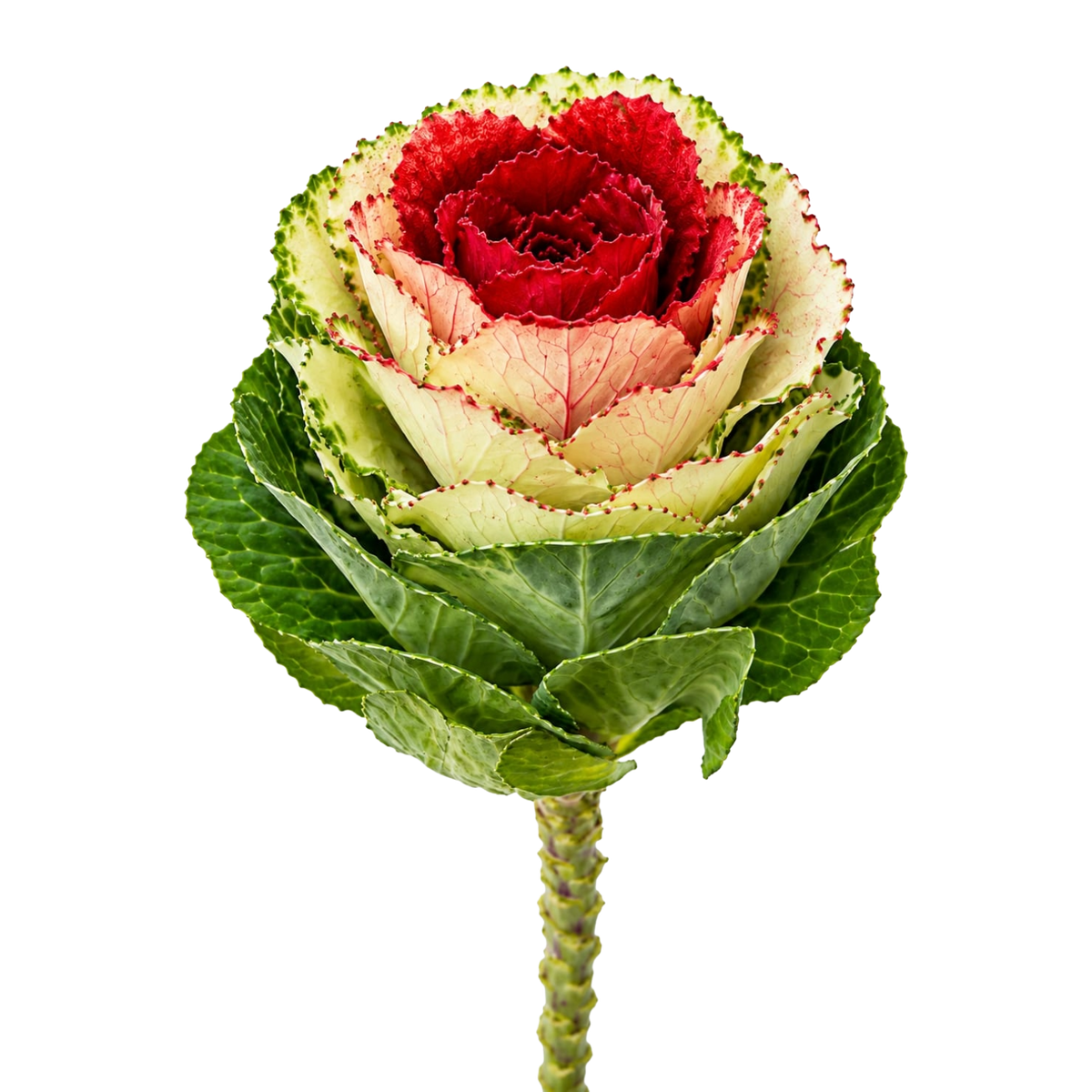 Brassica Ornamental Kale Per Stem