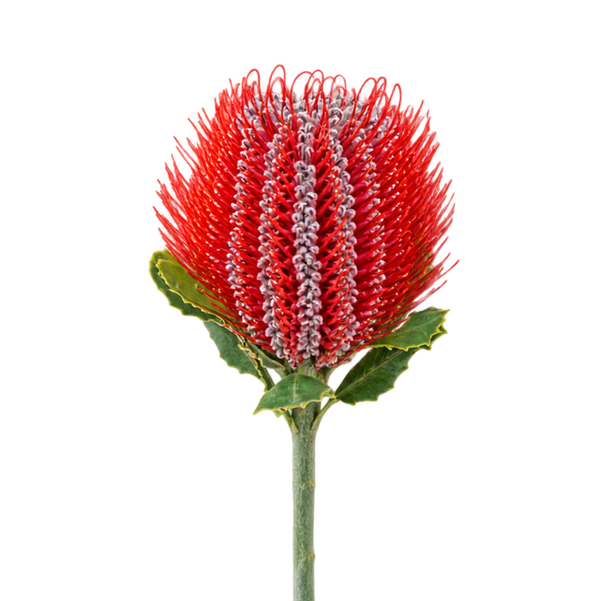 Banksia Scarlet Per Stem