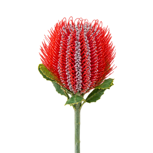 Banksia Scarlet Per Stem