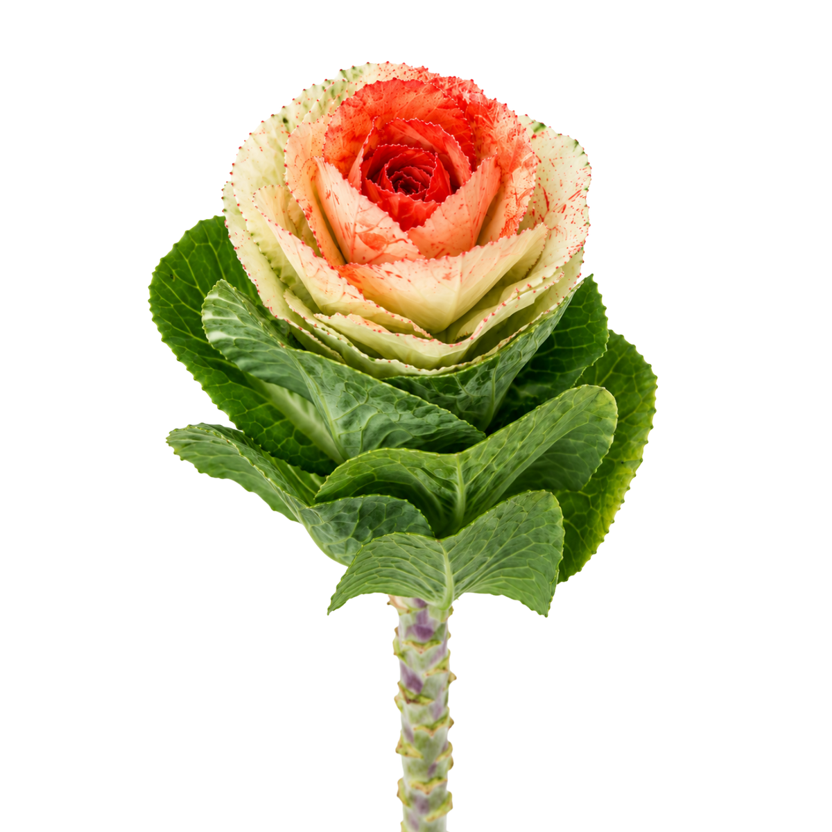 Brassica Ornamental Kale Per Stem