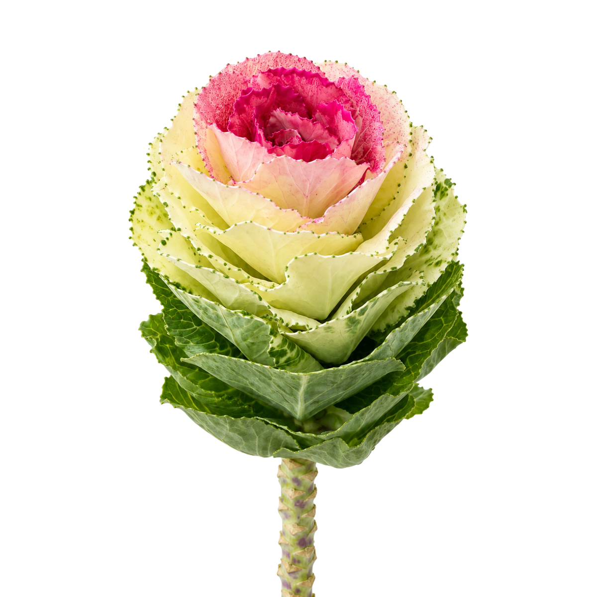 Brassica Ornamental Kale Per Stem