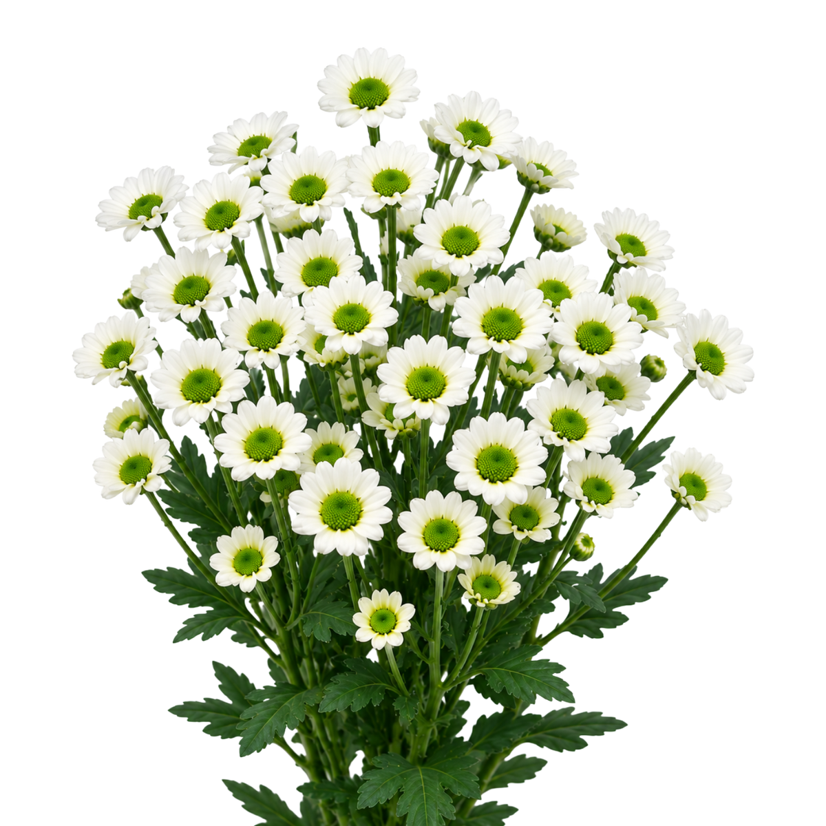 Chrysanthemum Santini Mini Daisy lime Per Stem