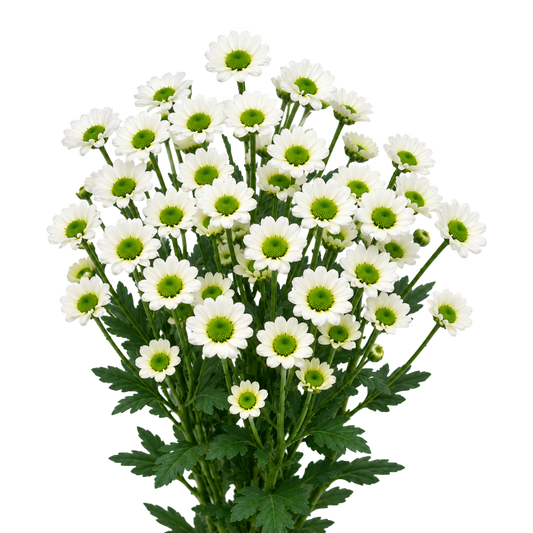 Chrysanthemum Santini Mini Daisy lime Per Stem