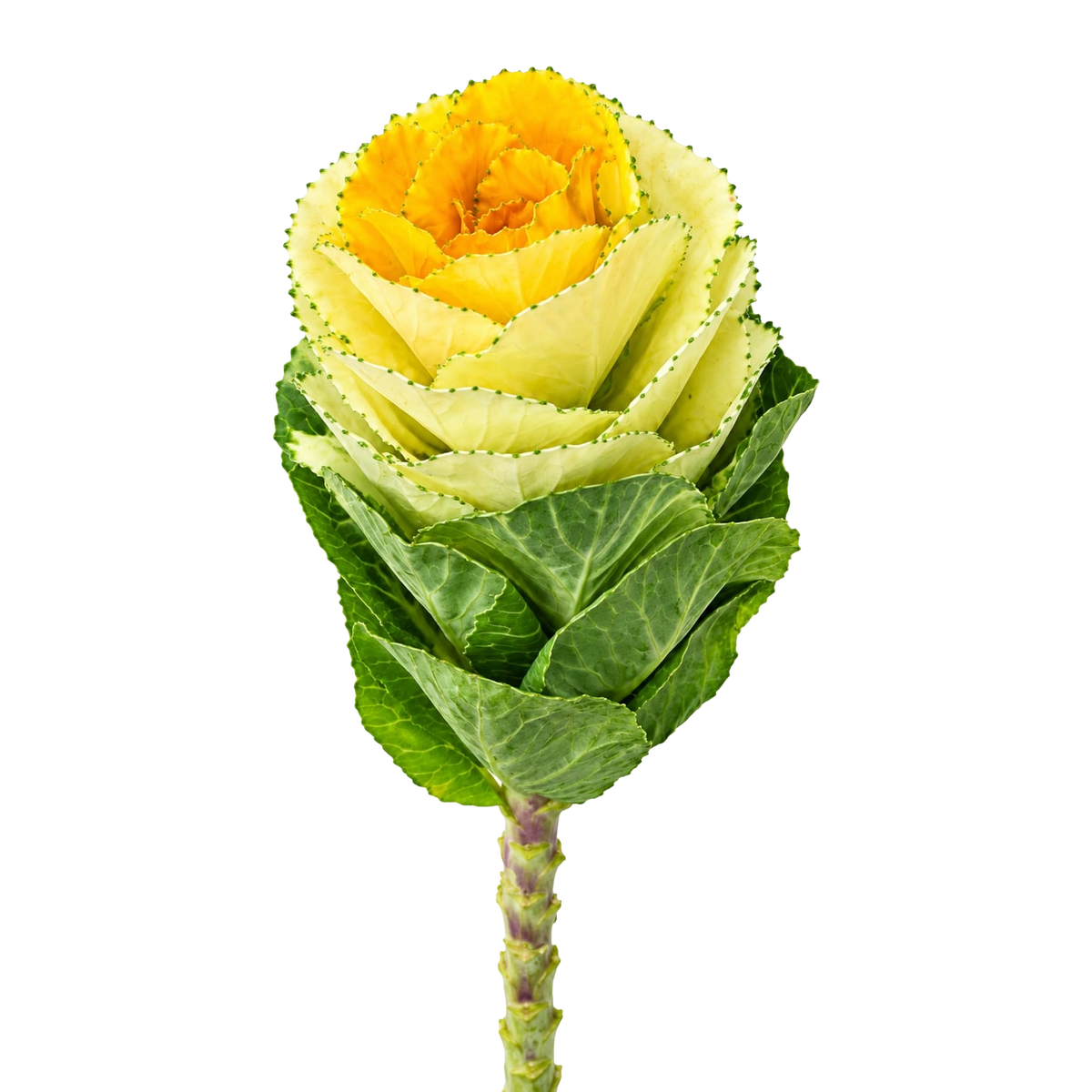 Brassica Ornamental Kale Per Stem