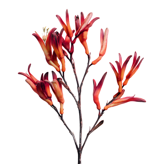 Kangaroo Paw Per Stem
