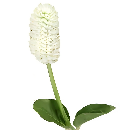 Gomphrena White Per Stem
