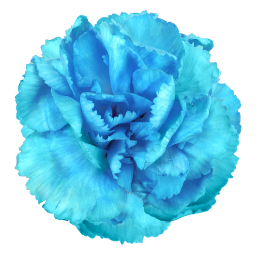 Carnation Turquoise