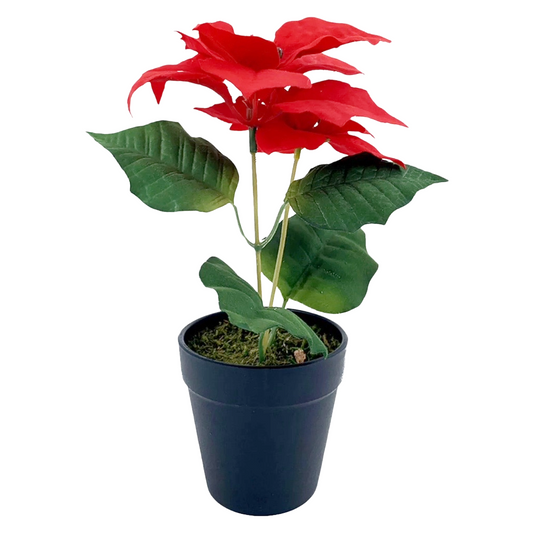 Poinsettia Plant