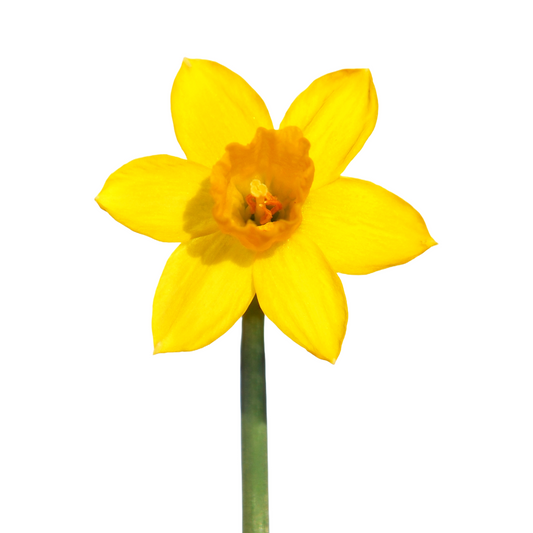 Daffodil Yellow Per Stem