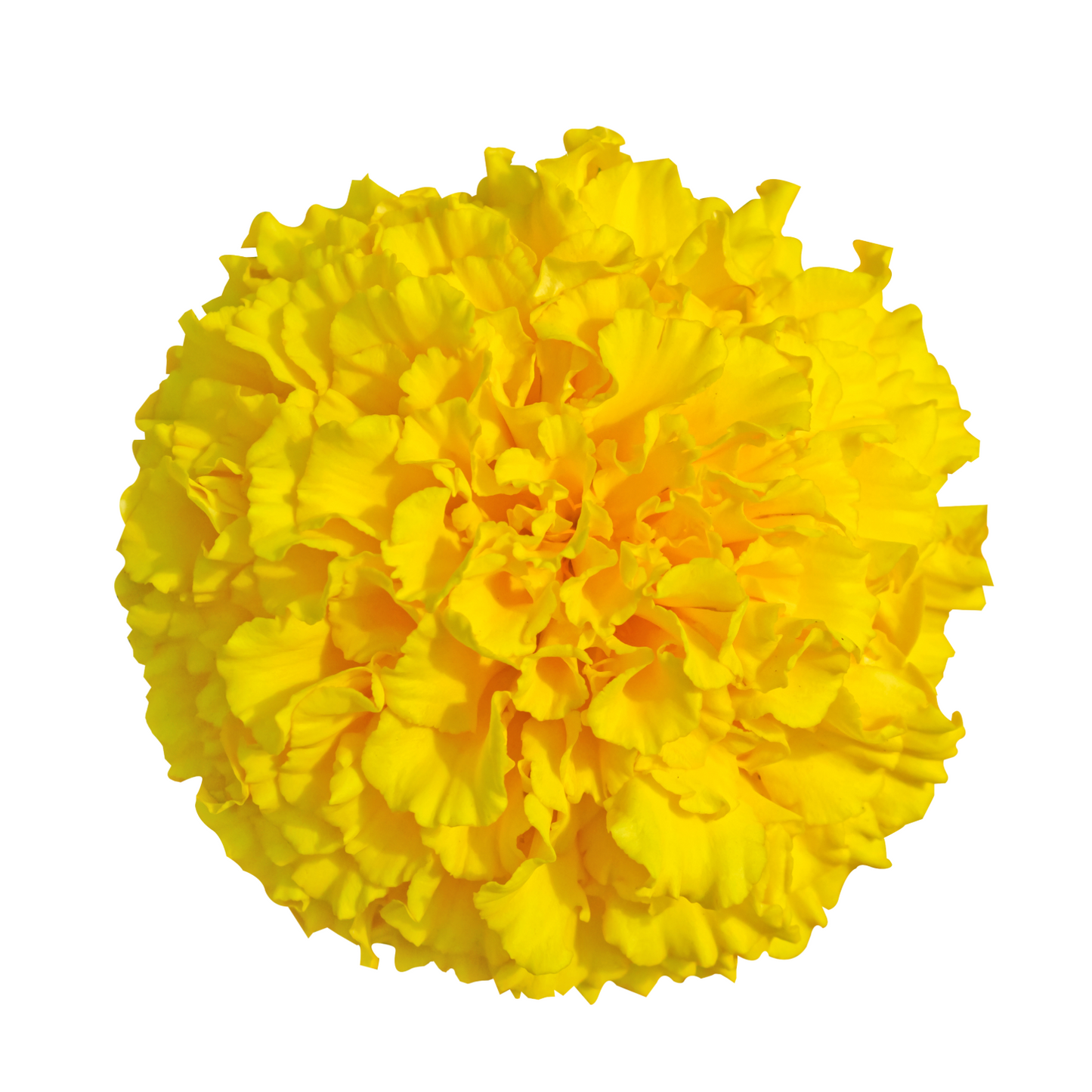 Marigold Yellow Per Bud