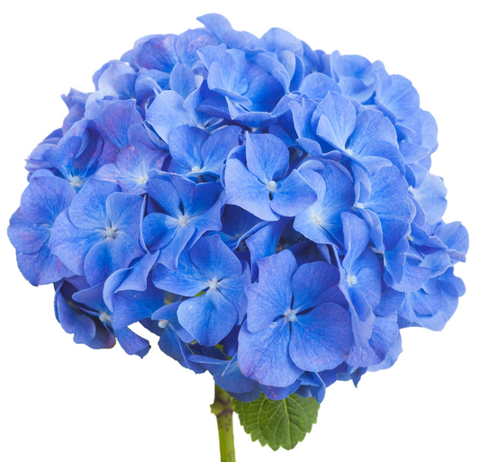 Hydrangea Blue Per Stem
