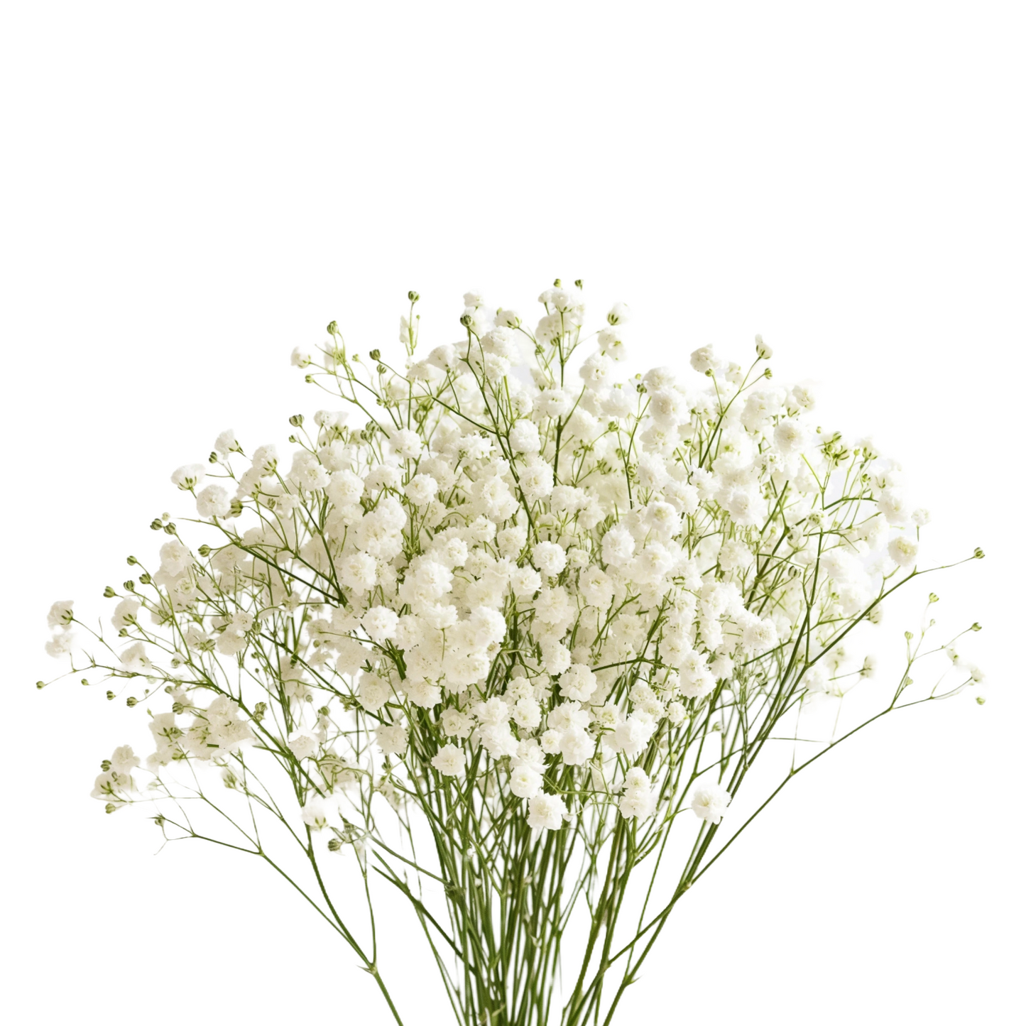 Gypsophila Mirabella Per Stem