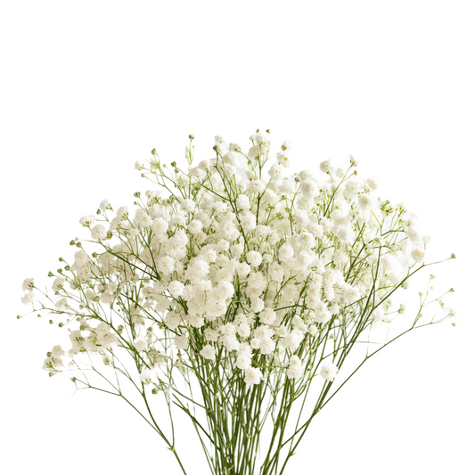 Gypsophila Mirabella Per Stem