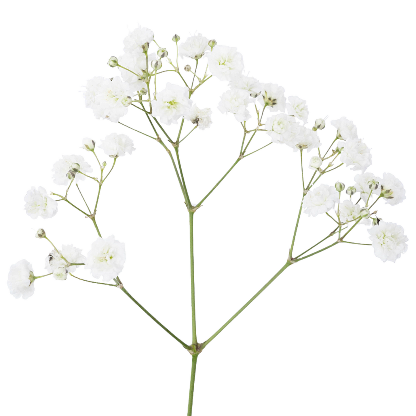 Gypsophila Babys-Breath