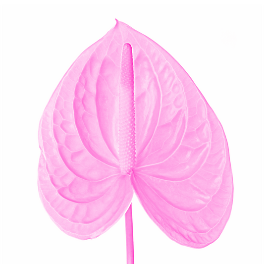 Anthurium Dyed Pink