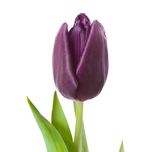 Tulip Purple Valley Per Stem