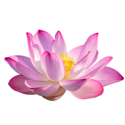 Lotus Flower Pink