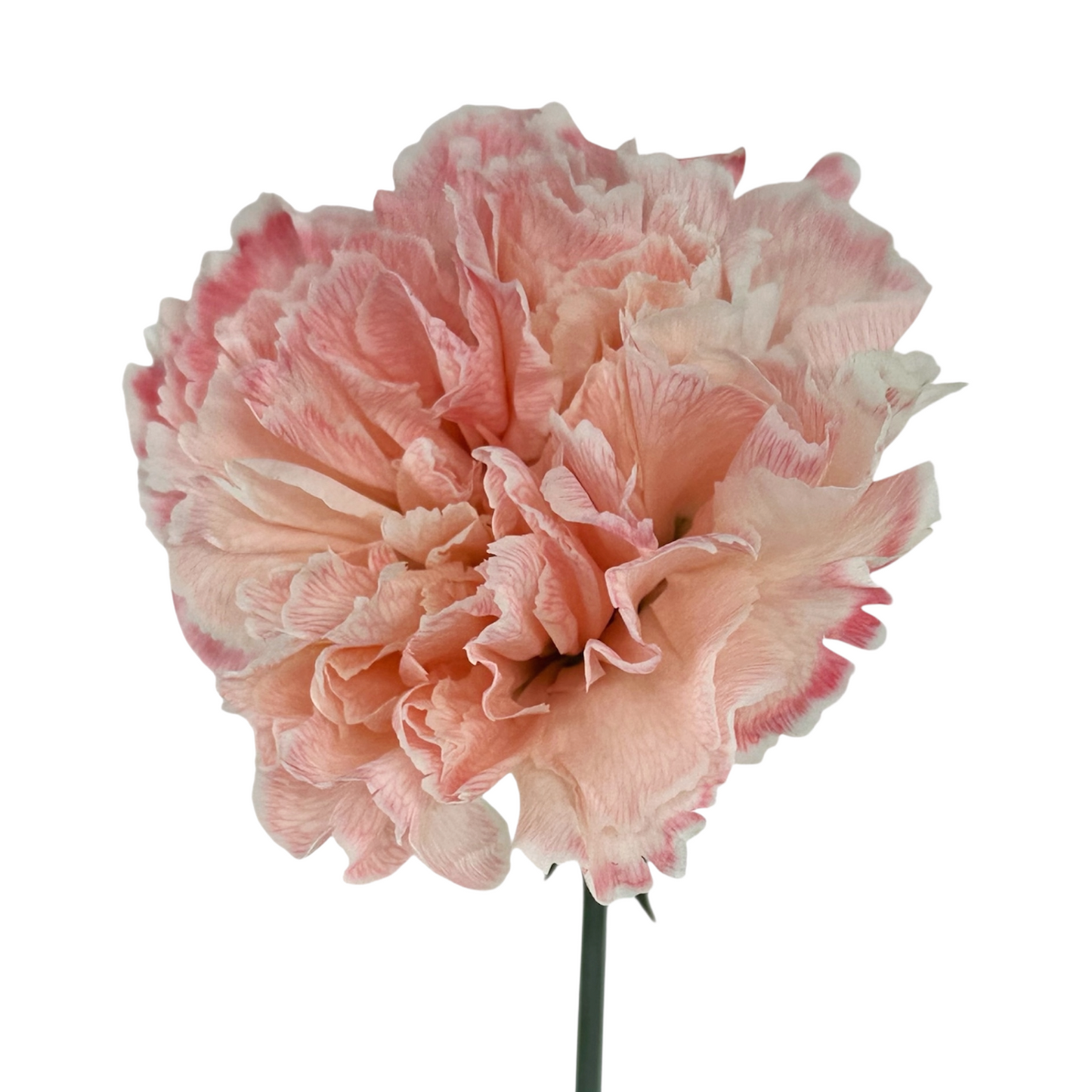 Carnation Painted Pink Per Stem