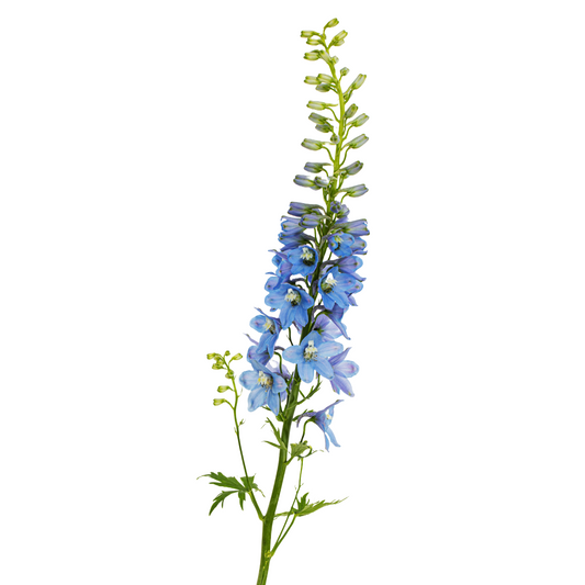 Delphinium Blue Per Stem