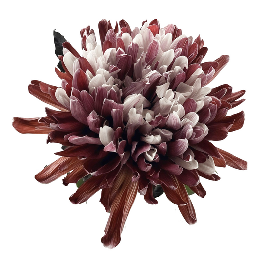 Chrysanthemum Single Painted Antonov Brown Per Stem