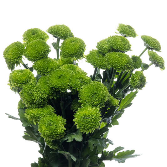 Chrysanthemum Code Green Per Stem