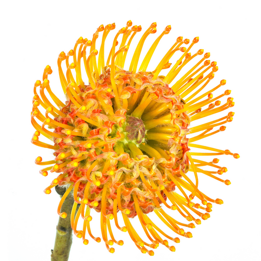 Leucospermum Orange