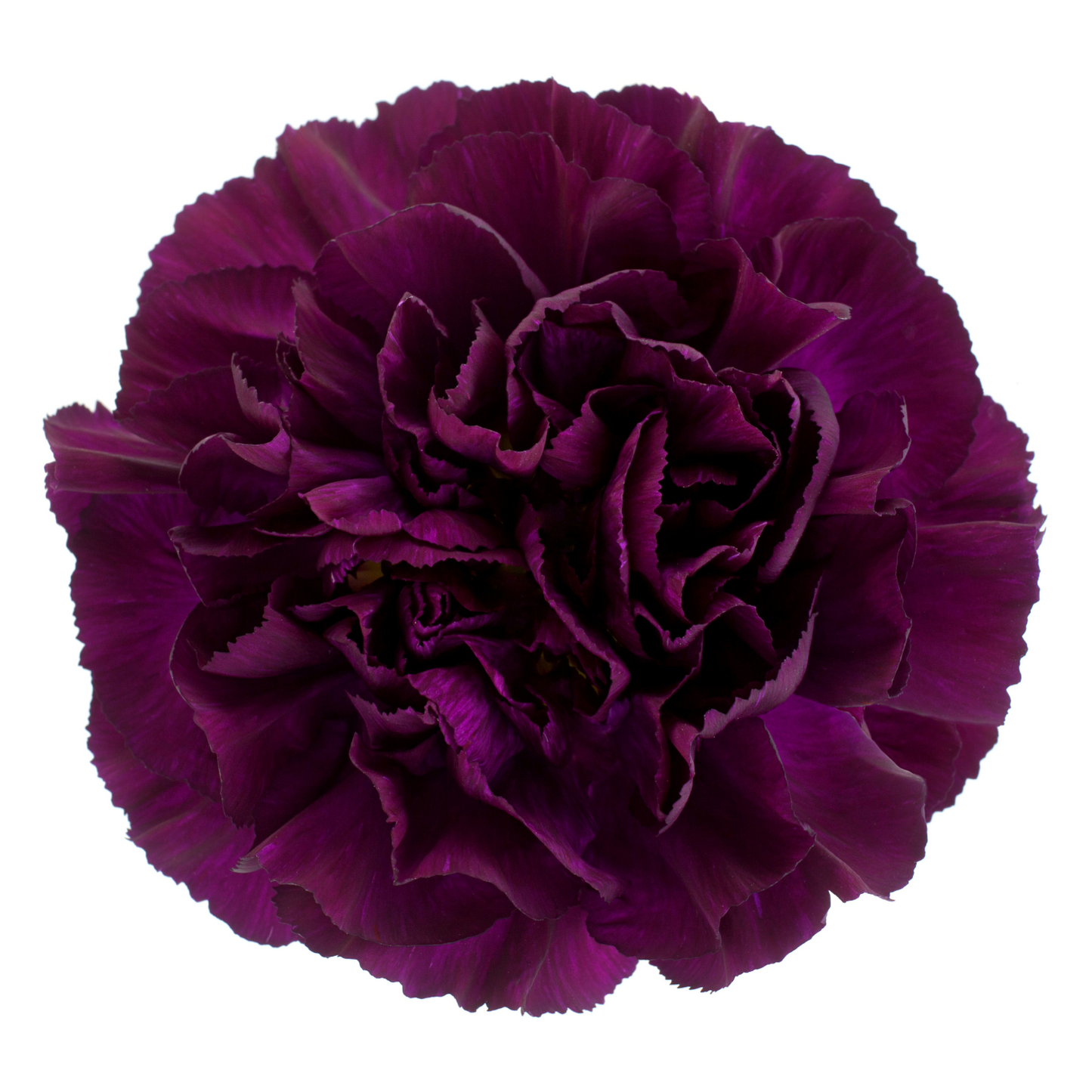 Carnation Dark Purple