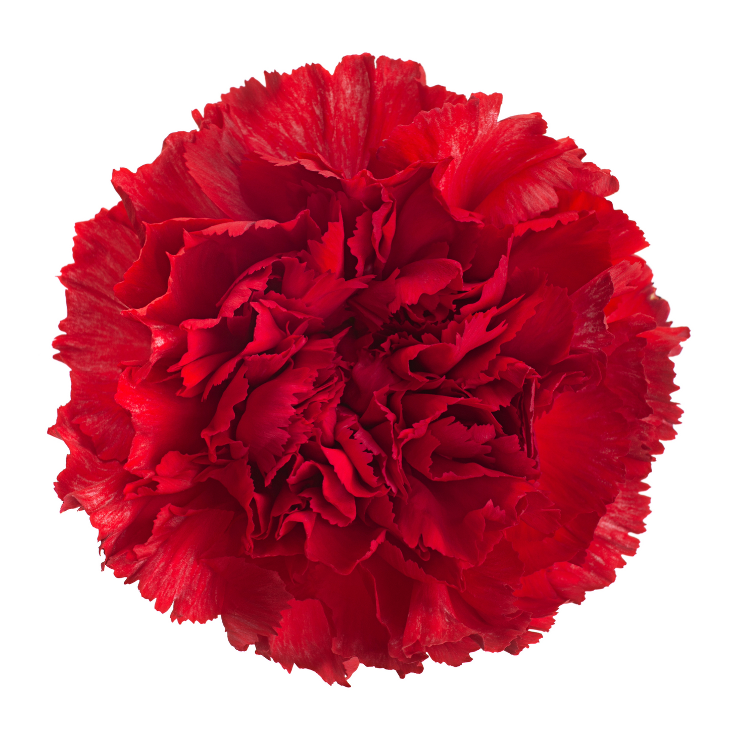 Carnation Red