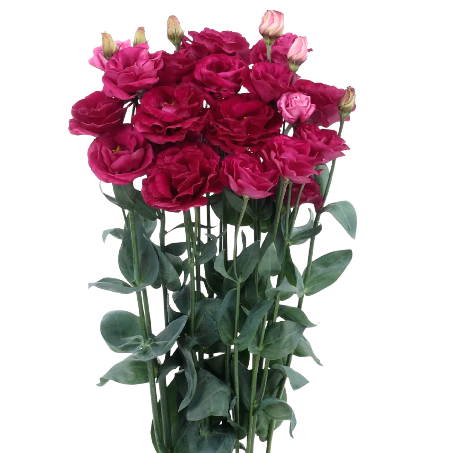 Lisianthus Hot Pink Per Stem