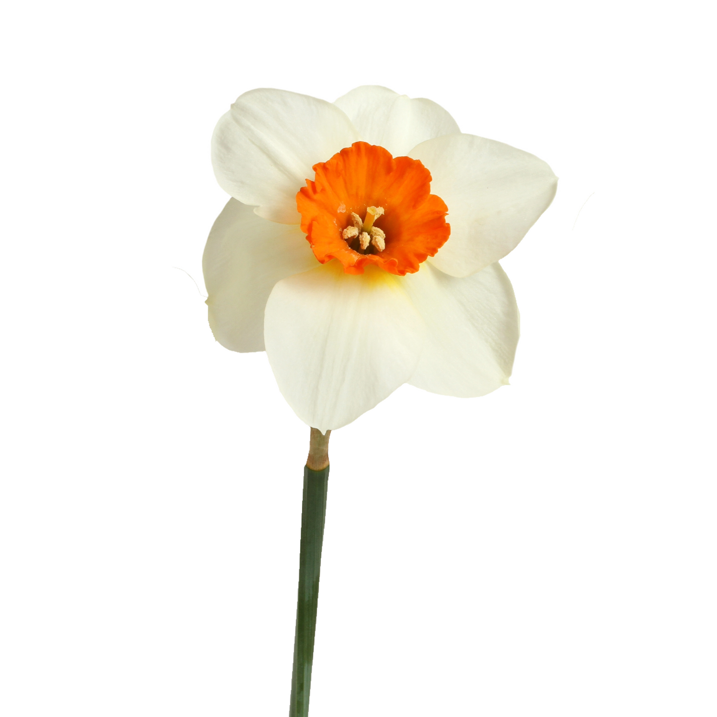 Daffodil White Per Stem
