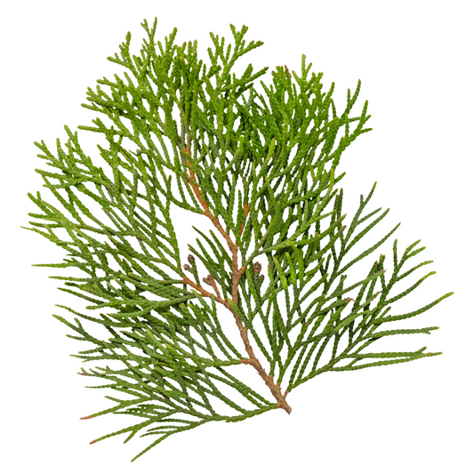 Cedar Leaves/ Conifers Per Stem