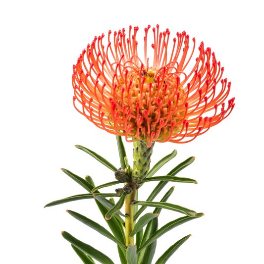 Leucospermum Red