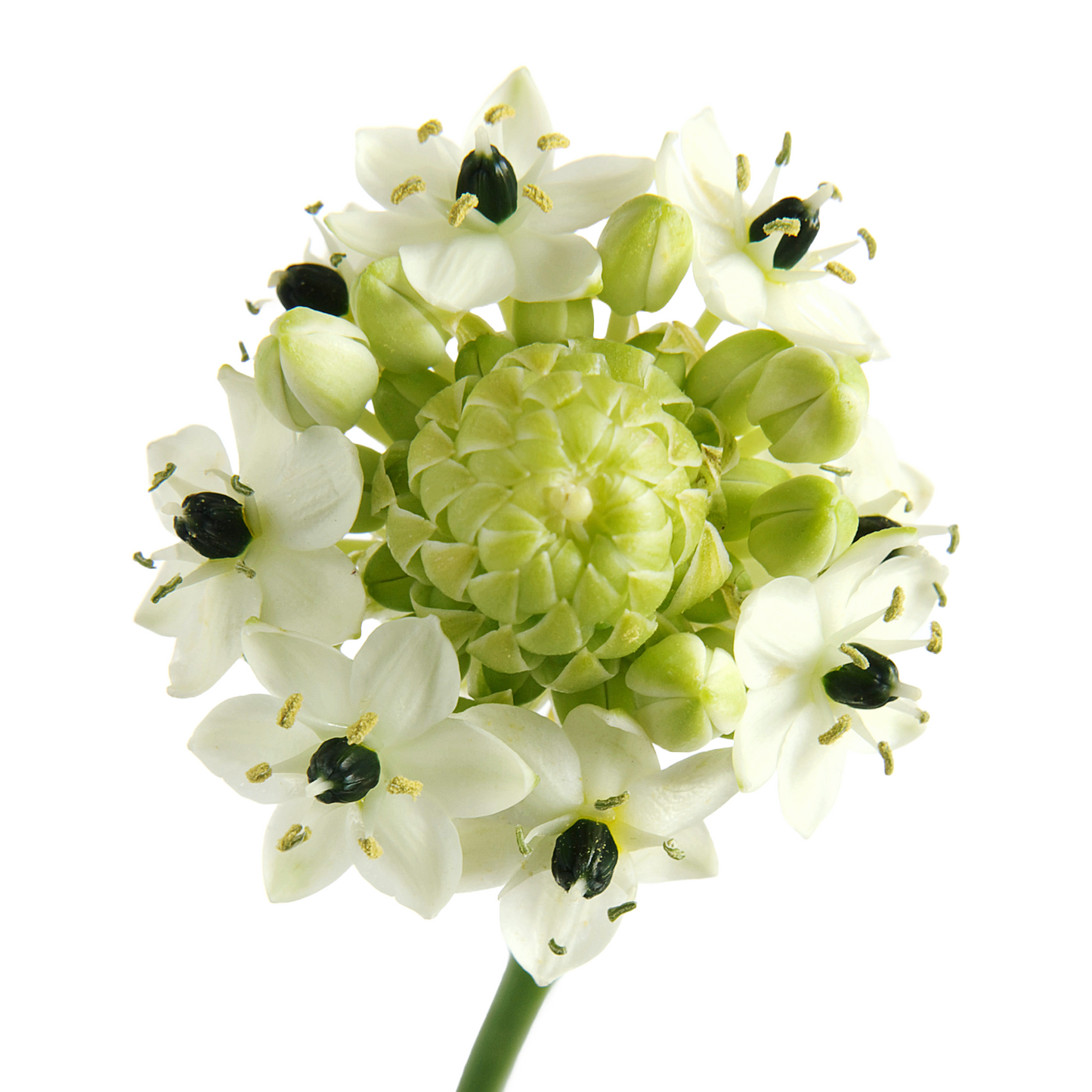 Ornithogalum Arabicum Saundersiae