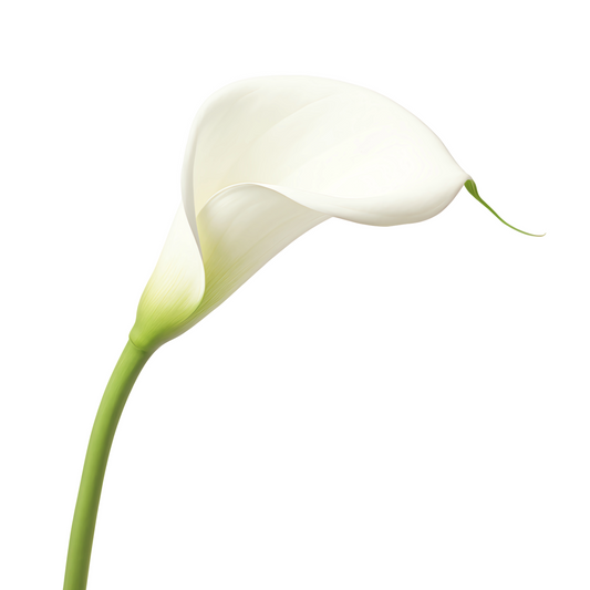 Calla Lily Crystal Blush Per Stem